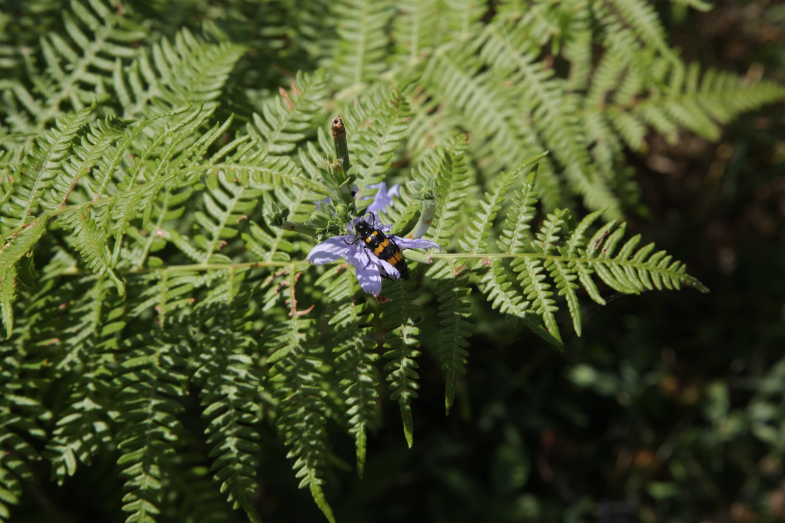 Arta, Pissiana forest