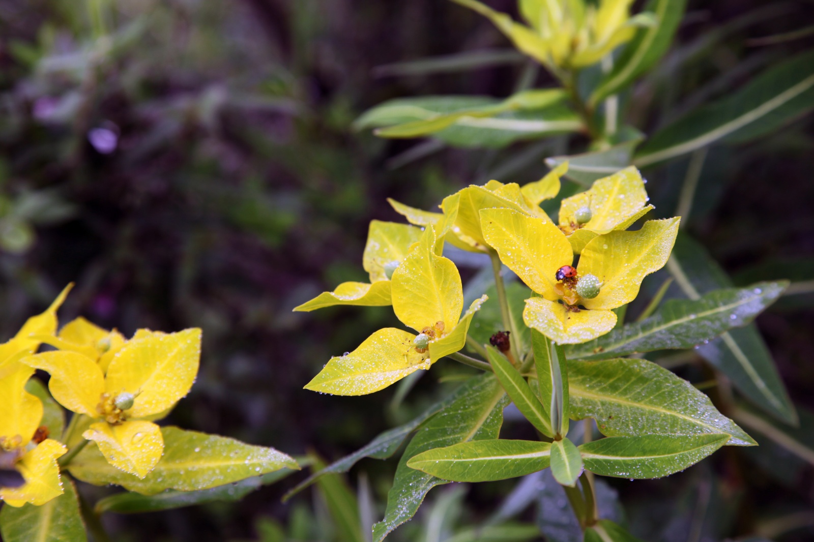 Unknown flower in the Himalayas with a ladybird