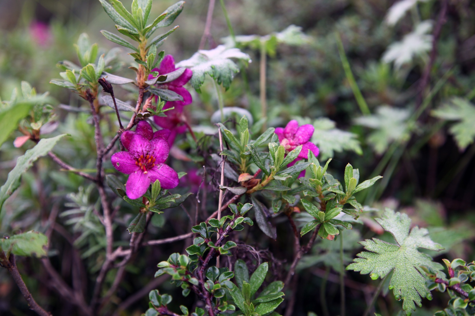 Unknown flower in the Himalayas